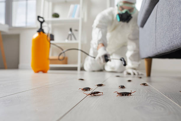 Post-Treatment Bed Bug Interceptor Monitoring in Hurstbourne Acres